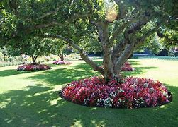 Image result for Flower Landscaping Ideas around Trees