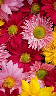 Image result for Flower iPhone 6 Wallpapers