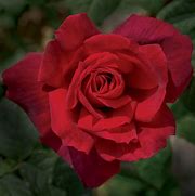 Image result for rose chrysler imperial