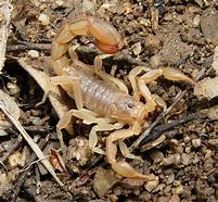 Image result for Cute Scorpion