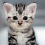 Image result for Cute Cat Phone Wallpaper