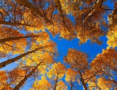 Image result for Fall Trees