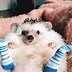 Image result for Adorable Funny Animals
