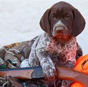 Image result for Hunting Dogs Pointer