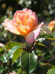 Hamilton Gardens Rose_0005.jpg | I went to the Botanical Gar… | Flickr