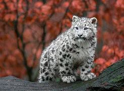 Image result for White Mountain Cat