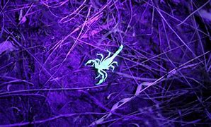 Image result for Glowing Scorpion Tracks