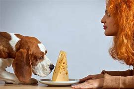 Image result for Dog Eating Cheese