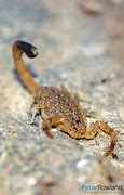 Image result for Spider-Hunting Scorpion