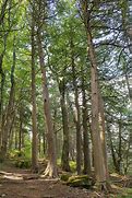 Image result for Northern White Cedar Tree