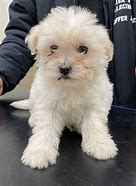 Image result for Maltipoo Puppy with Shoes