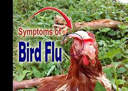 Image result for Chickens with Bird Flu