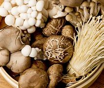 Image result for Types of Garden Mushrooms