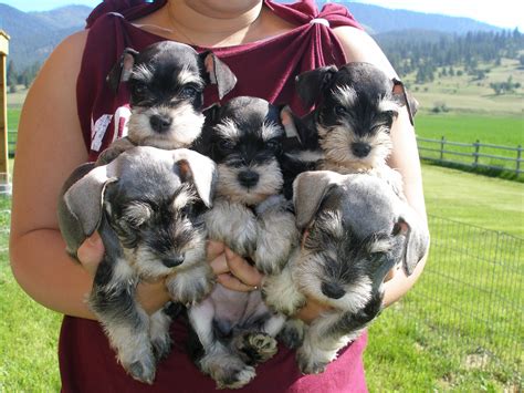French Valley Ranch's Giant Schnoodles and Miniature Schnauzers  