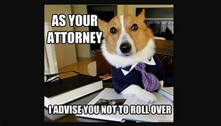 Image result for Give Me a Lawyer Dog