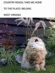 Image result for Take Me Home Country Roads Cat Meme