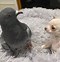 Image result for Funny Chihuahua