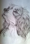 Image result for Cavalier Drawing