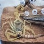 Image result for Deathstalker Scorpion Facts