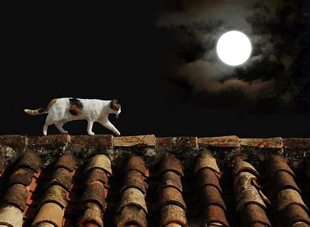 猫と月 に対する画像結果