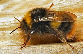 Image result for Bee Wing Anatomy