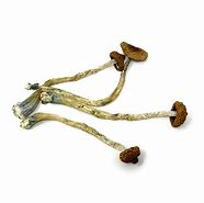 Image result for Amazonian Shrooms