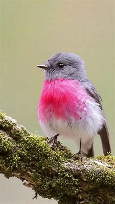 Pink fluffy cute bird – Artofit