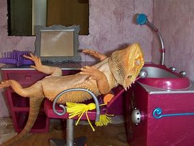 Image result for Cute Bearded Dragon Funny