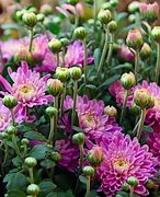 Image result for Chrysanthemum