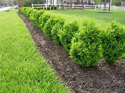 Image result for Boxwood Green Mountain Hedge - 5 Per Package | Dormant 12-18" | Spring Planting | Hedges And Shrubs
