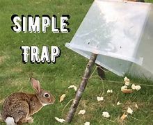 Image result for Simple Rabbit Snare