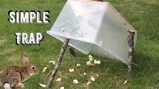 Image result for Making a Rabbit Trap