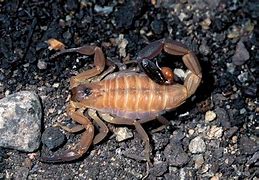 Image result for Scorpions Are Arachnids