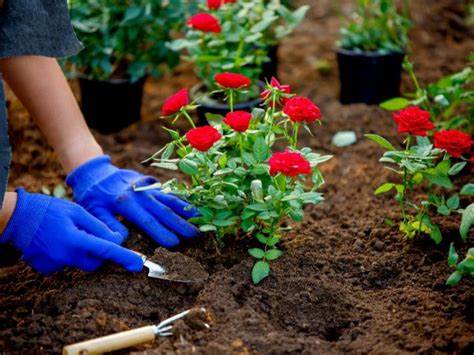 كيفية زراعة الورود OIP