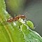 Image result for Aphids Honey Ants