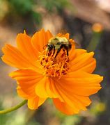 Image result for Humble Bee
