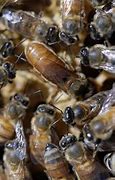 Image result for Honey Bee Breeds