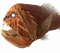 Image result for Most Weird Fish