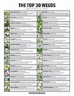 Image result for Common Lawn Weeds in Indiana