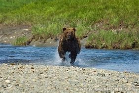 Image result for Charging Bear