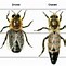Image result for Honey Bee Biology