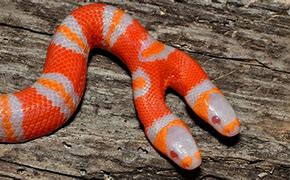 Image result for Albino Snake
