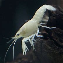 Image result for Albino Shrimp