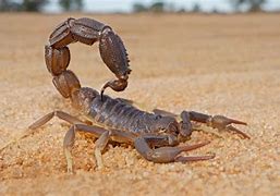 Image result for Scorpion the Bug