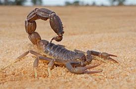 Image result for Red Scorpion Insect