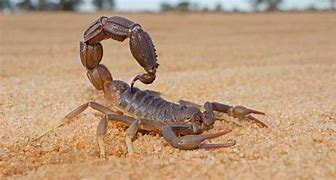 Image result for Red Scorpion Animal