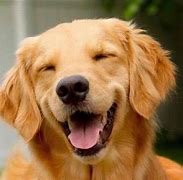 Image result for Happy Dog Smile