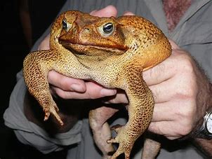 Image result for cane toad