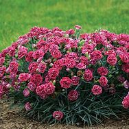 Image result for Dianthus Cherry