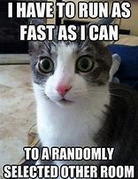 Image result for Funny Cat Memes Ever